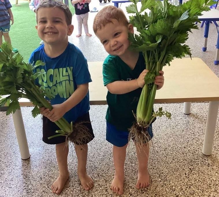 Growing vegetables from our garden